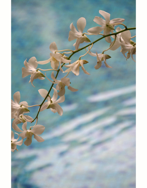Orchids