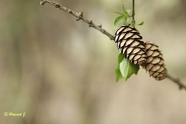Pine Cones