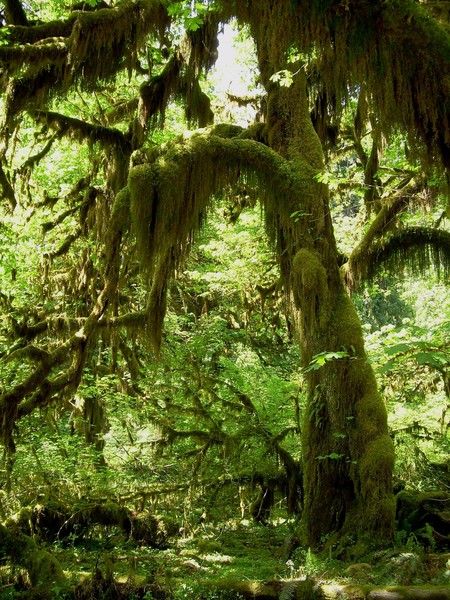 Hall of Moss
