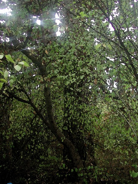 Forest Green