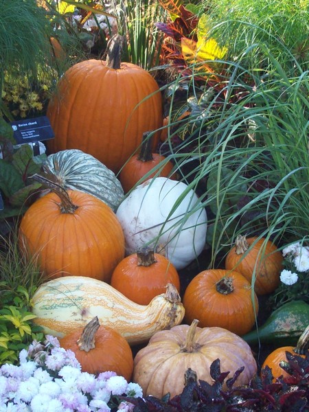 Fall Harvist