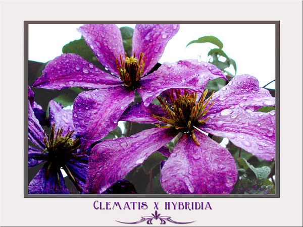 Lilac Clematis