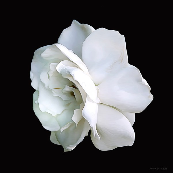 Gardenia - Blossoms on Black