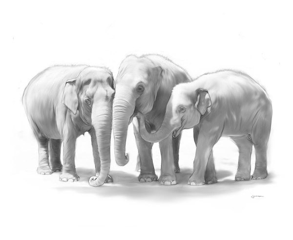 Elephant Family
