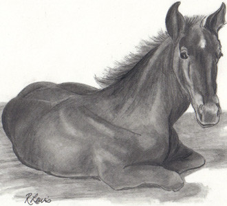 Relaxing Colt