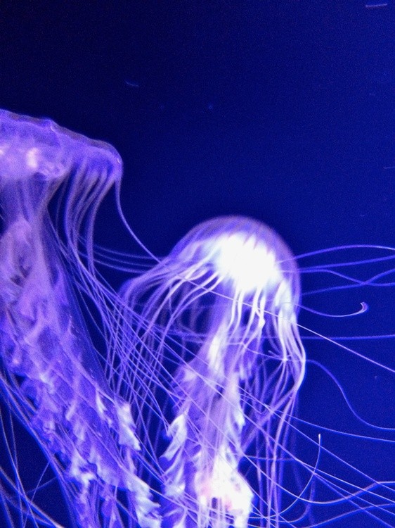 Jellies