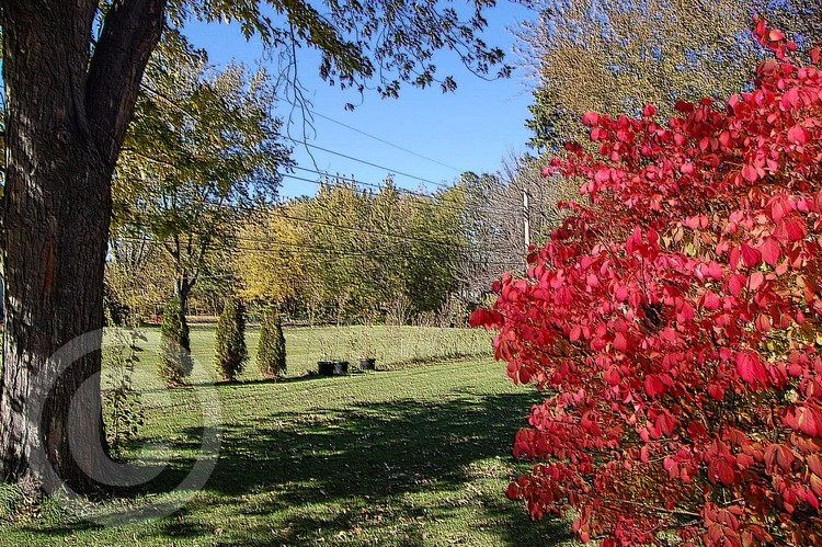 Burning Bush in Autumn Photo