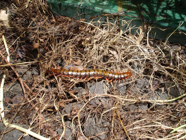 Centipede In The Morning...