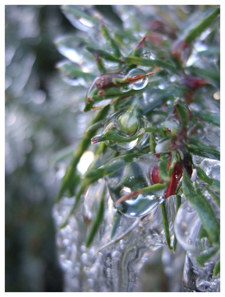 Icicle Tree