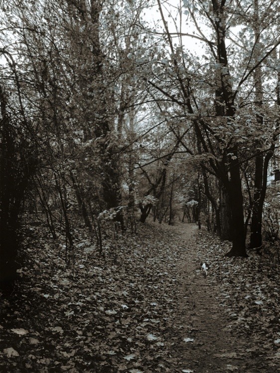 remote alleys