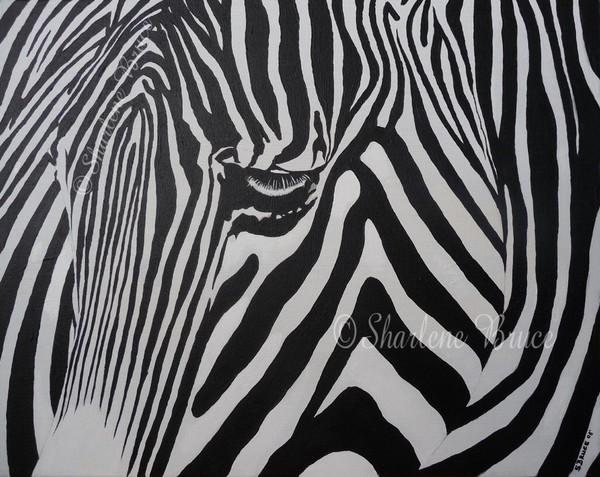 Zebra Study