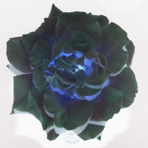 Negative flower