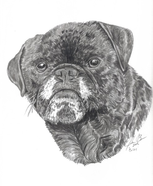 Casey, Pug