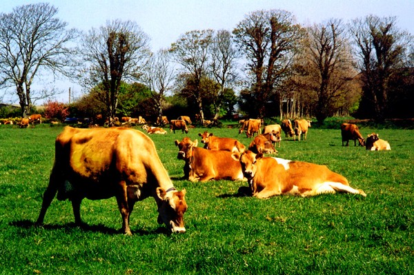 HERD OF JERSEY COWS