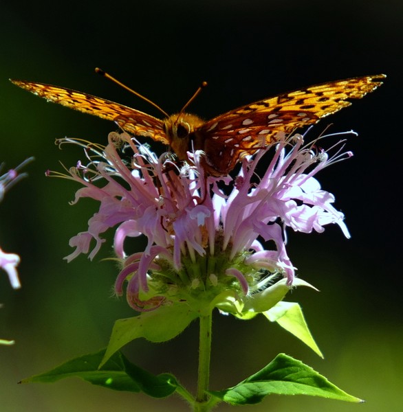 Fritillary Butterfly