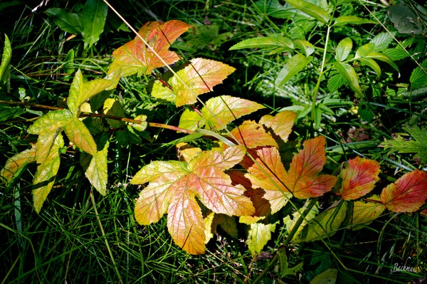 Shades of autumn !