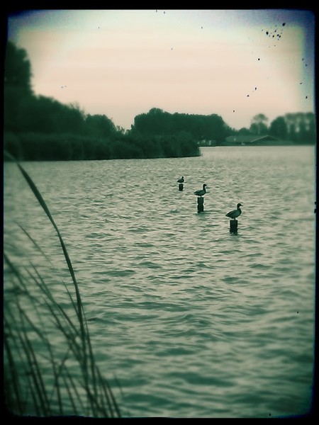 Pole sitting Ducks in Holland