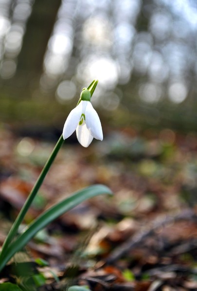 Lonely Little Snowdrop