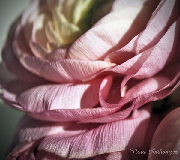 pink silk