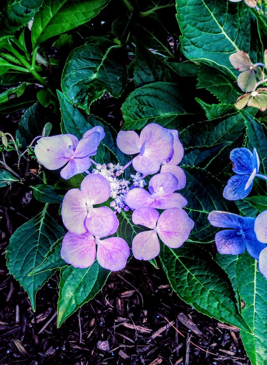 Lavender Blue, Dilly-Dilly