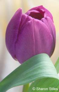 Tulip