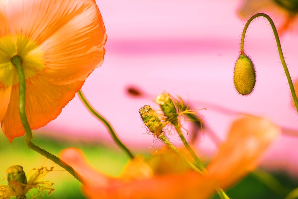 POPPIES