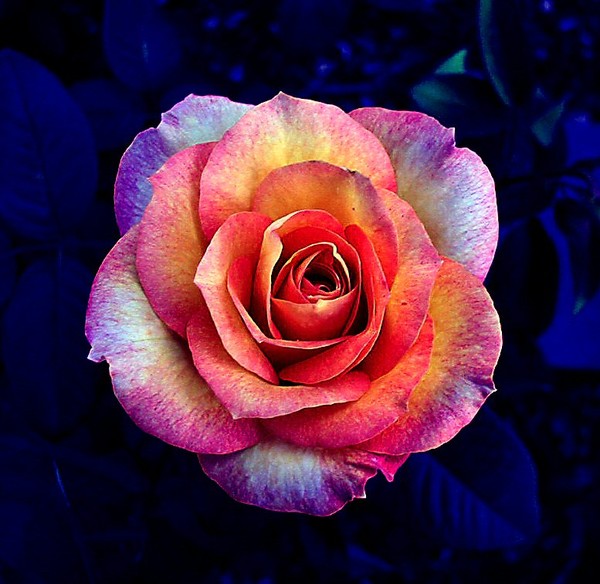 Coral Rose