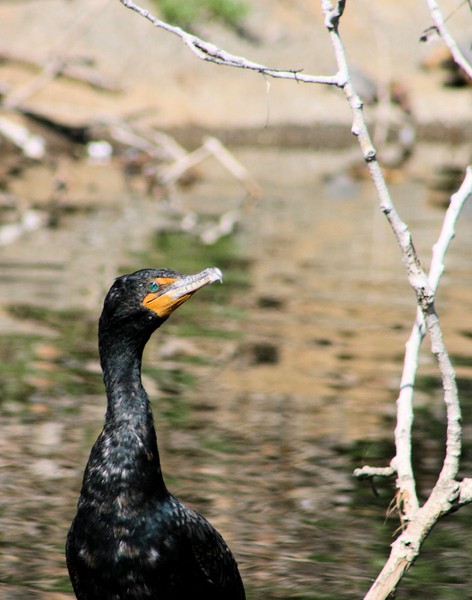 Double Crested Cormorant 1