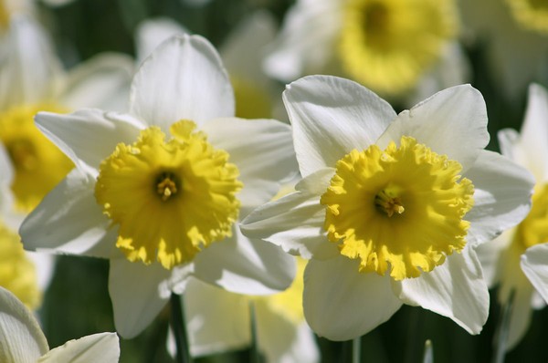 Double the Daffodils