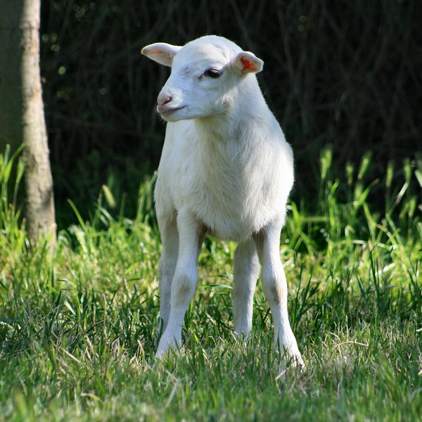 Lambie Cuteness 2