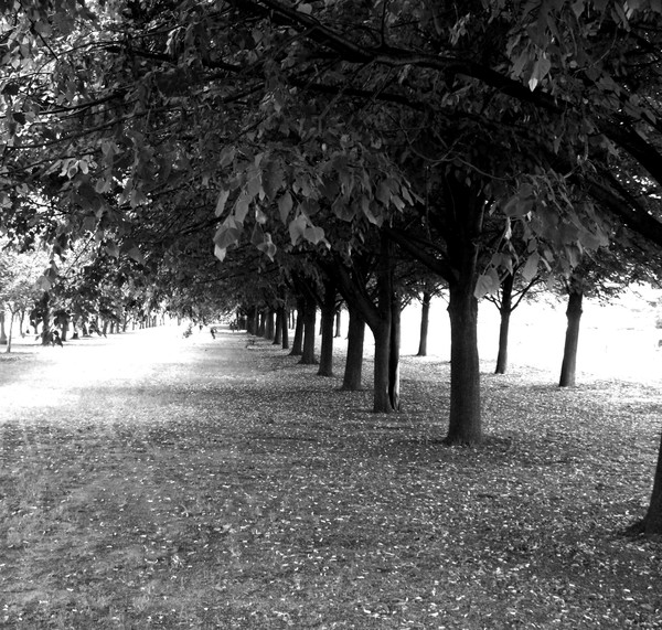Trees