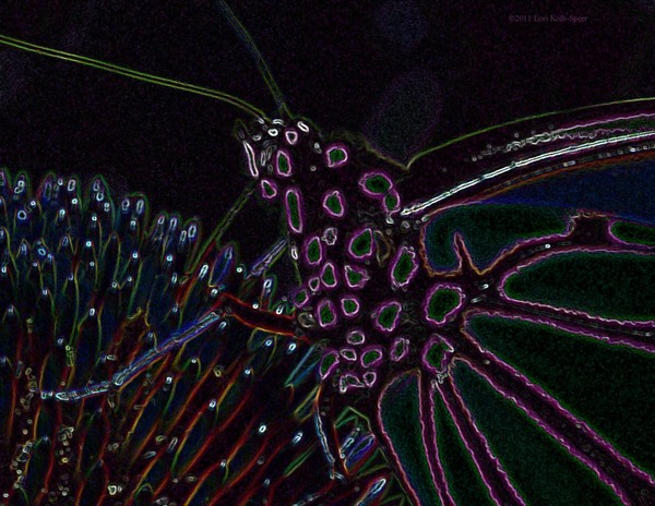 Glowing Monarch