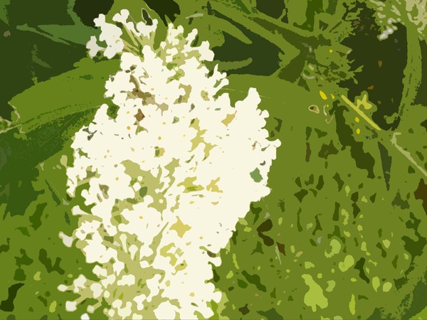 Garden Bloom
