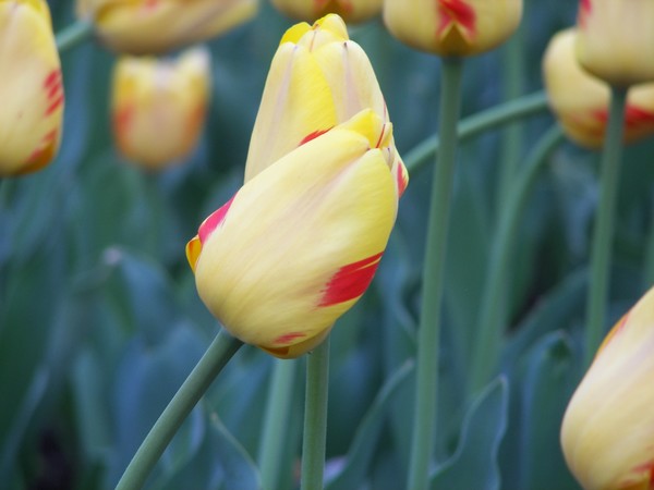 Tulips in Bloom 1