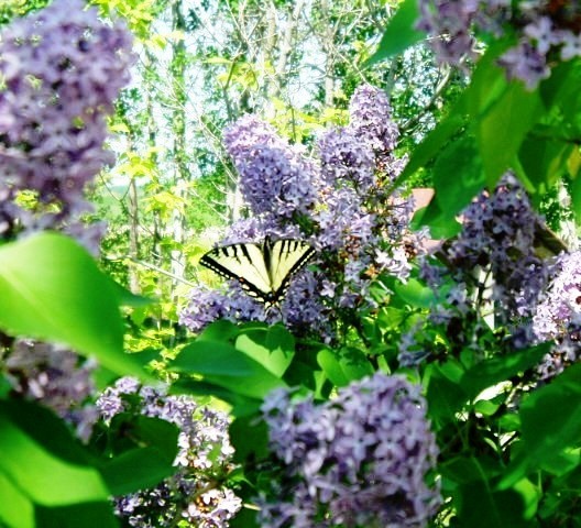 Butterfly on the lilacs