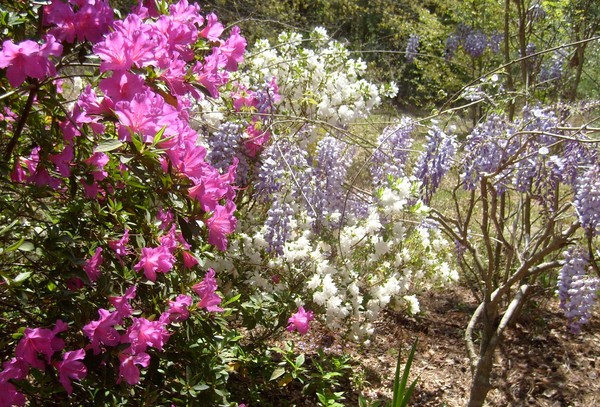 Blooms of Spring, Azalea to Wisteria