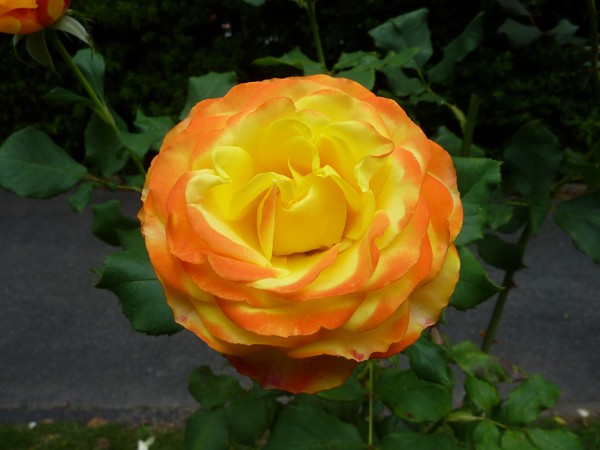 Tess's Rose Melbourne