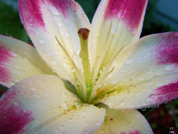 After The Rain 1