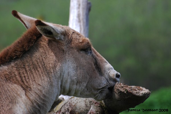 The Mongolian Wild Horse