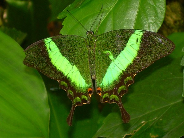 Green Banded Peacock Butterfly