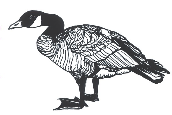 Canada Goose