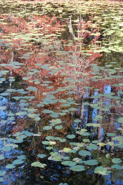 impressions in water