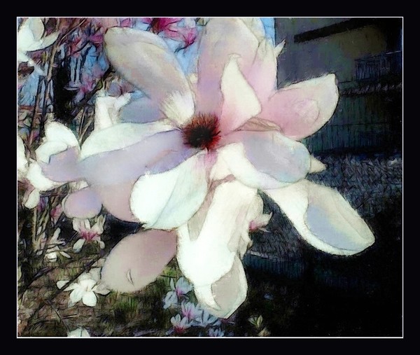 Pretty Magnolia