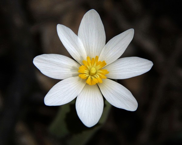 Bloodroot