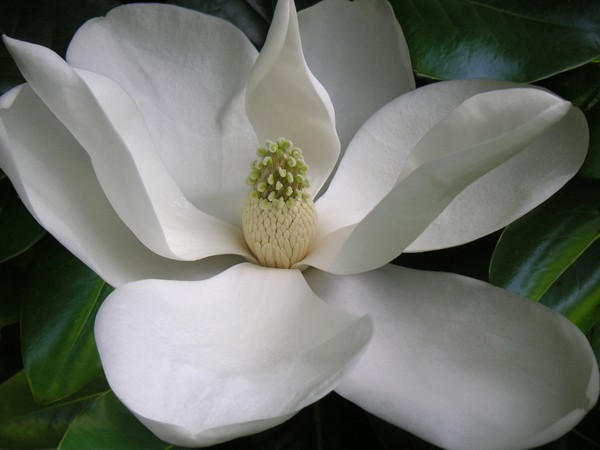 Magnolia Taking In The Light