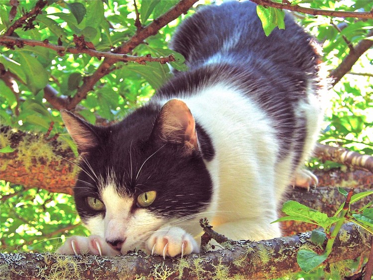 Mow Yow the hunter