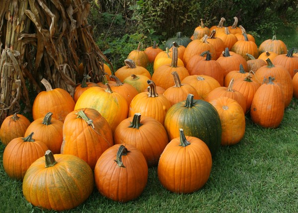 Pumpkin Pile
