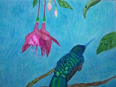 Hummingbird