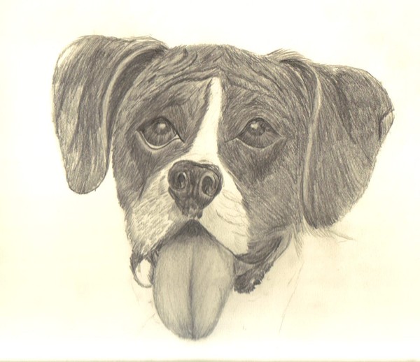 Boxer
