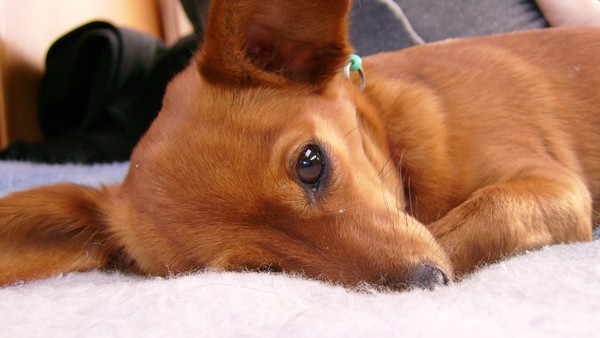 Inki the Chihuahua
